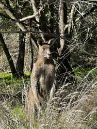 See Kangaroos 🦘 and More at Valley Lake Conservation Park