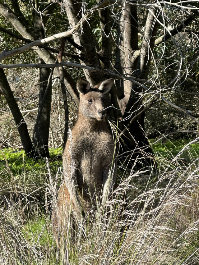 See Kangaroos 🦘 and More at Valley Lake Conservation Park