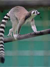 KL Wild Side: Leap Into Zoo Negara’s Jungle Adventure 