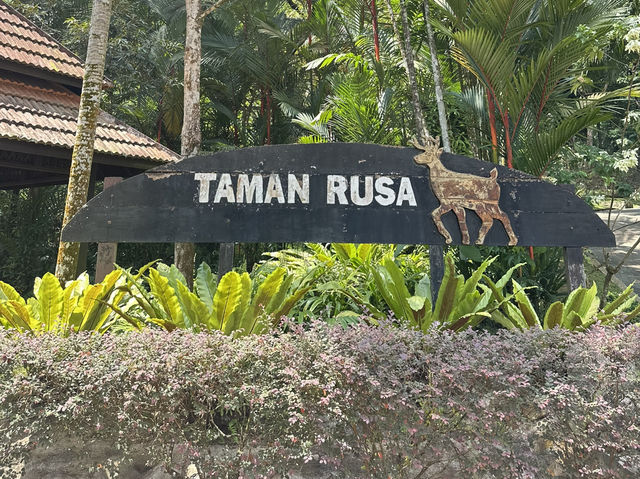Whispers & Hooves in the Heart of KL 🦌