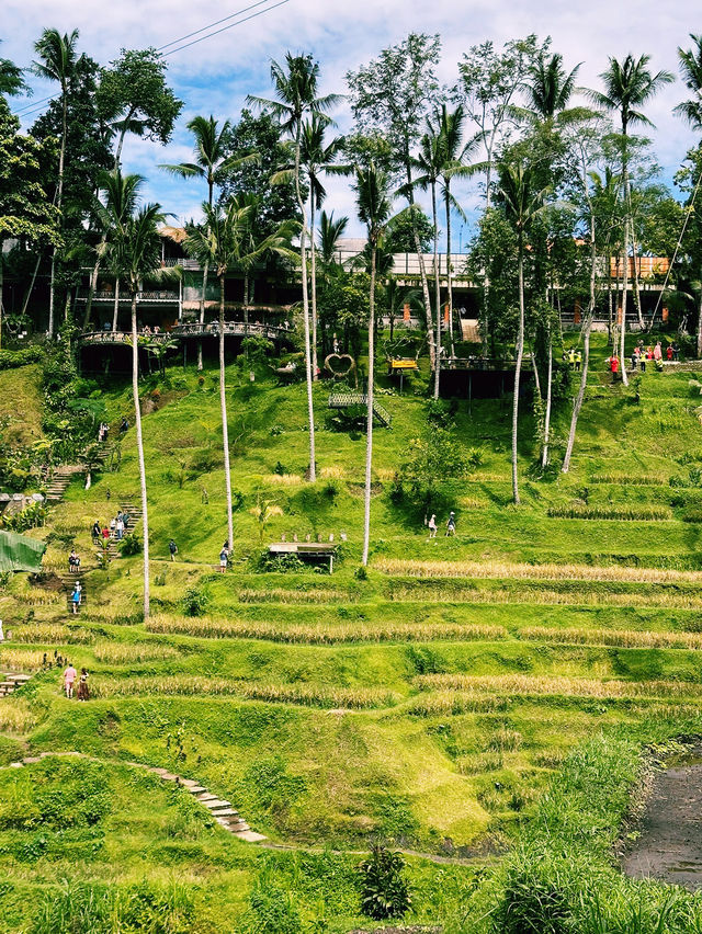 The Green Stairway to Heaven – Tegallalang Rice Terrace