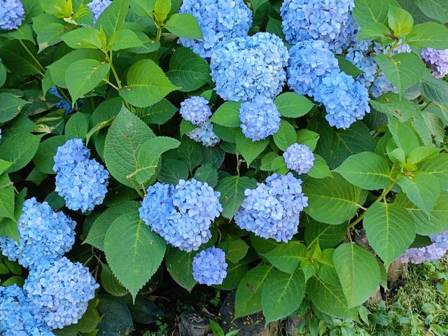 都市綠洲，首爾林的自然公園。