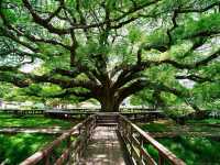 Shade Goals at the Giant Monkey Pod Tree