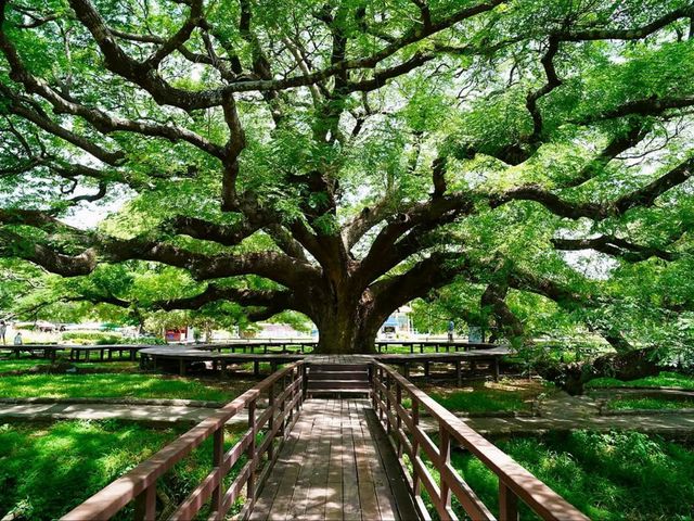 Shade Goals at the Giant Monkey Pod Tree