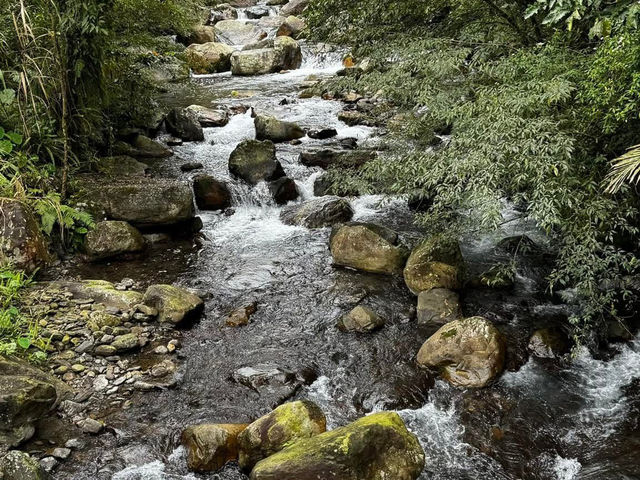 松羅步道-玉蘭茶園