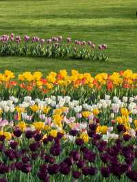 🌷 สวนไท่จื่อหวาน มหัศจรรย์ฤดูดอกทิวลิปในหางโจว