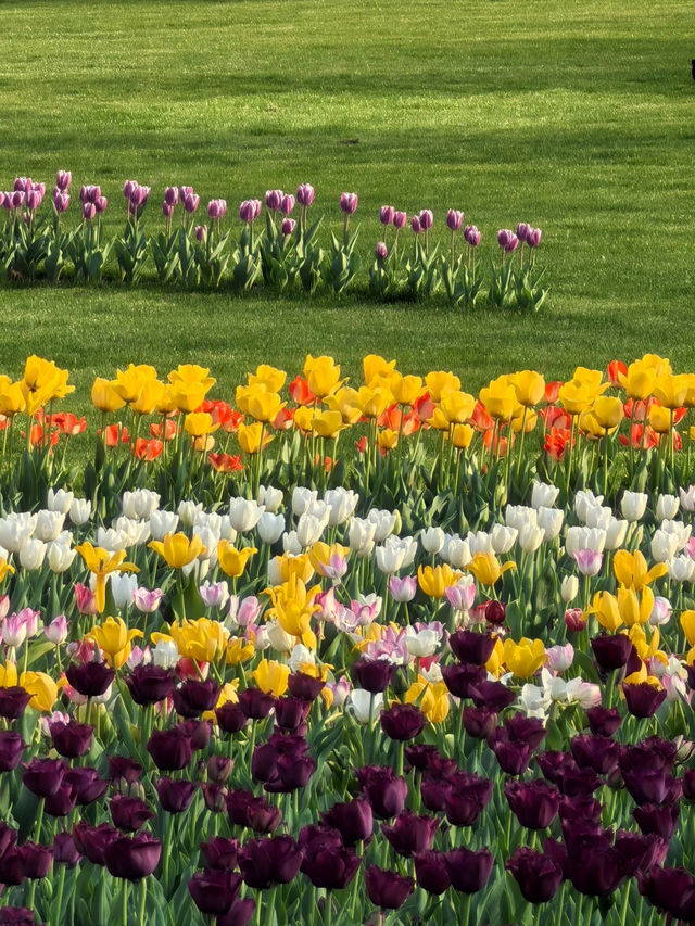 🌷 สวนไท่จื่อหวาน มหัศจรรย์ฤดูดอกทิวลิปในหางโจว