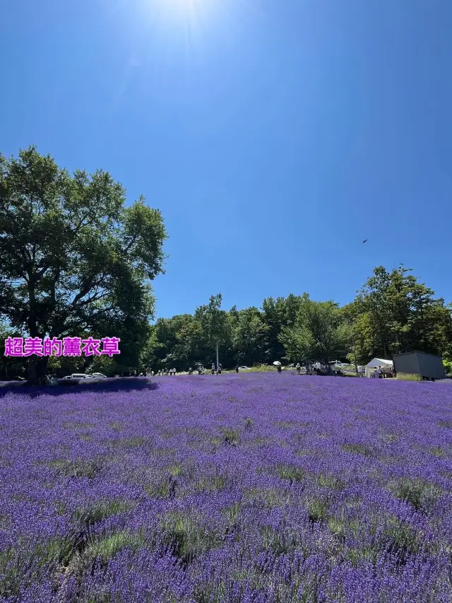 札幌超美薰衣草Horomitoge Lavender Garden