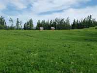 Beautiful Guanyutai: Wildflowers in Bloom