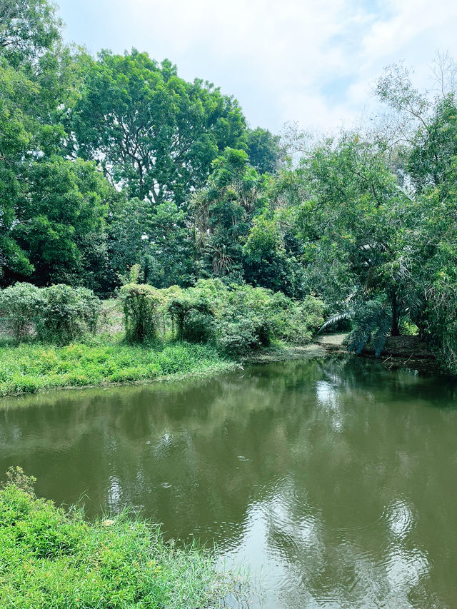 Tranquil Wonders of Paya Indah Wetlands