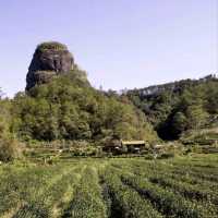 Wuyishan and Dahongpao Tea Plantations