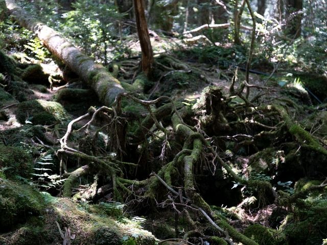 【山梨】鳴沢氷穴と合わせて行きたい「富岳風穴」