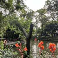 🎋 Chengdu People’s Park 成都人民公园 | A Window into Local Life