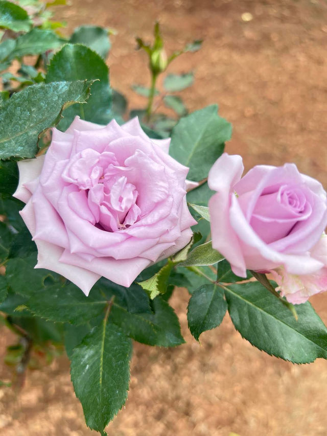 สวนกุหลาบสุดโรแมนติก ชิดขอบฟ้า~ เชียงใหม่