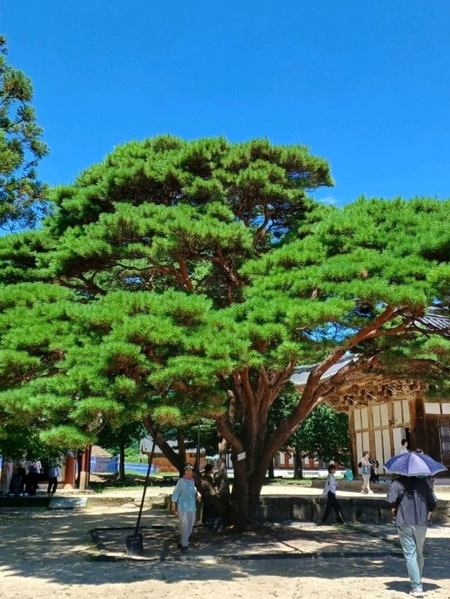 아침 산책은 보너스 선물같아요 🌞