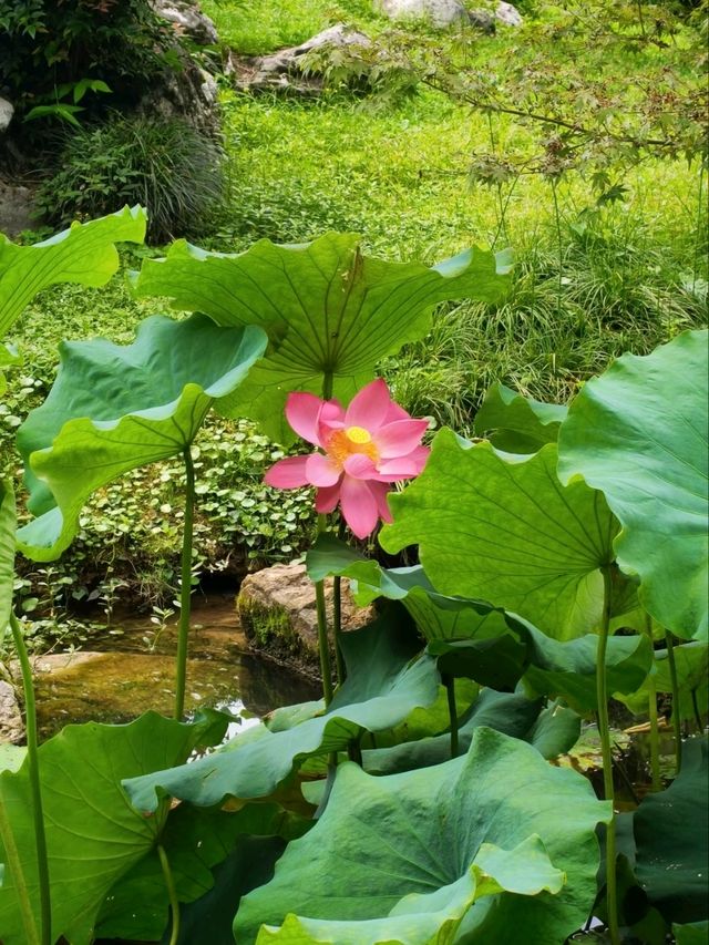 Summer’s Gentleness Lies Within the Lotus Petals