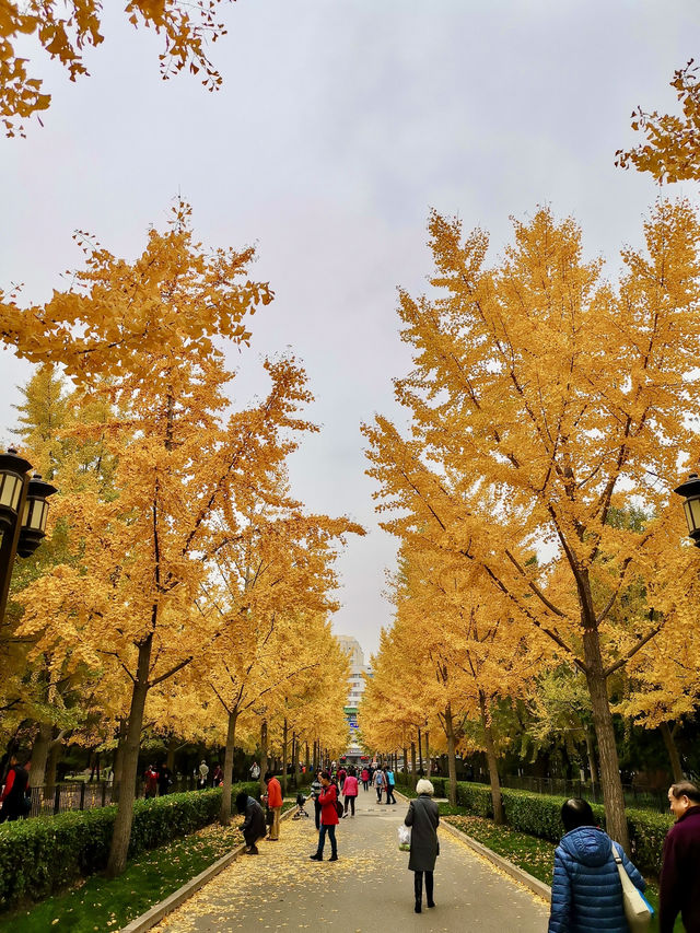 Cypress Shadows and Ginkgo Gold – The Seasons of Ditan Park