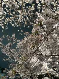 東京櫻花🌸