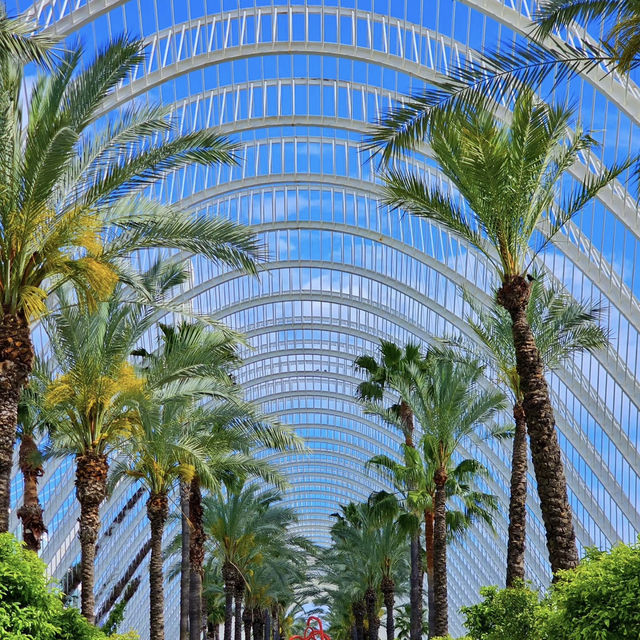 Sun, Citrus, and Gothic Grandeur – My MSC Splendida Stop in Valencia, Spain