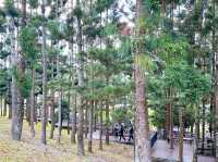 Pine Walk Bliss at Saujana Hijau