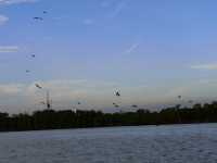 The Dive of the Sky Tyrants: On the Selangor River, Summoning a Raptor Storm with Chicken Skin