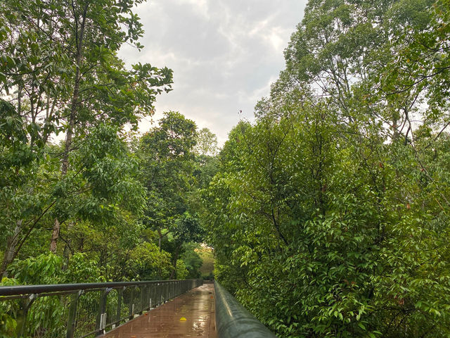 Dipterocarp Walk at The Canopy, Taman Botani Putrajaya – A Nature Escape Above the Trees