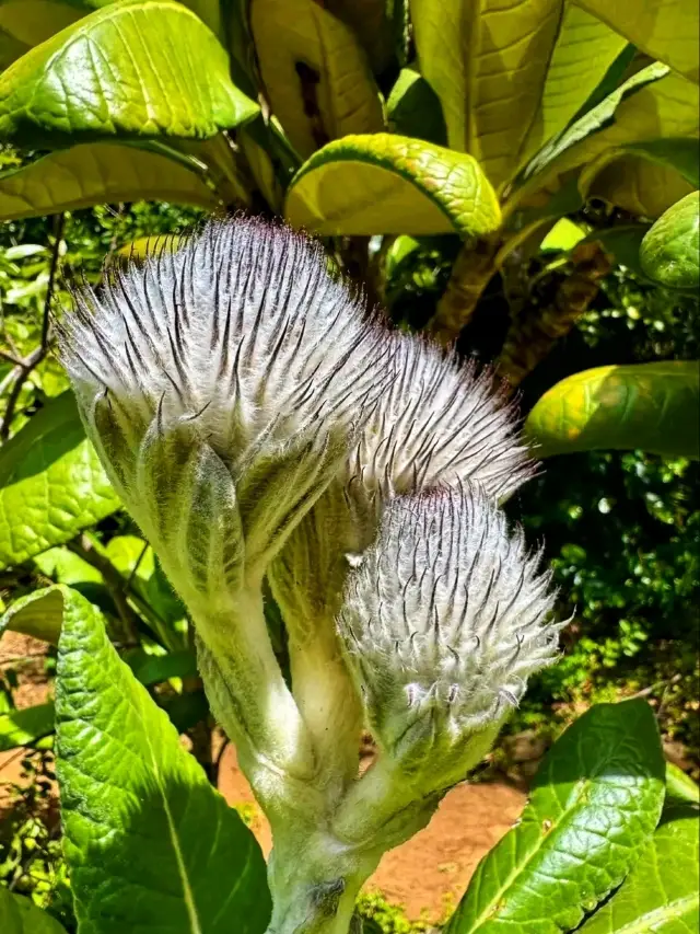 🌿 Kirstenbosch Botanical Gardens – A Botanical Paradise at the Foot of Table Mountain 🌿