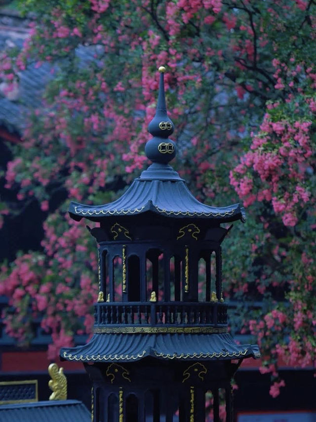 🌸 Dujiangyan – A Thousand-Year Symphony of Purple Blossoms 🌸