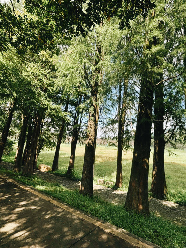 江門必去山林氧吧秘景 🌿 江門必去山林氧吧秘景 🌿