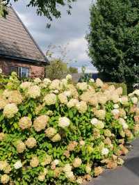 Late Summer Blooms in Giethoorn