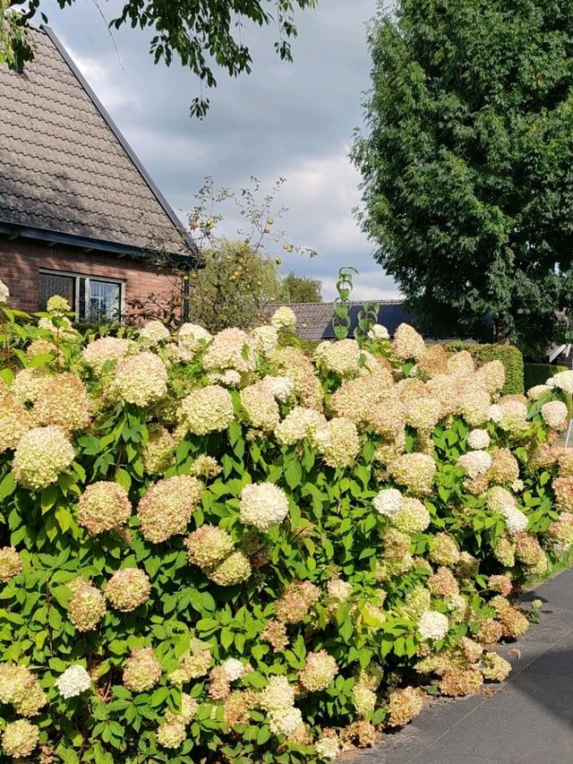 Late Summer Blooms in Giethoorn