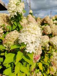 Late Summer Blooms in Giethoorn