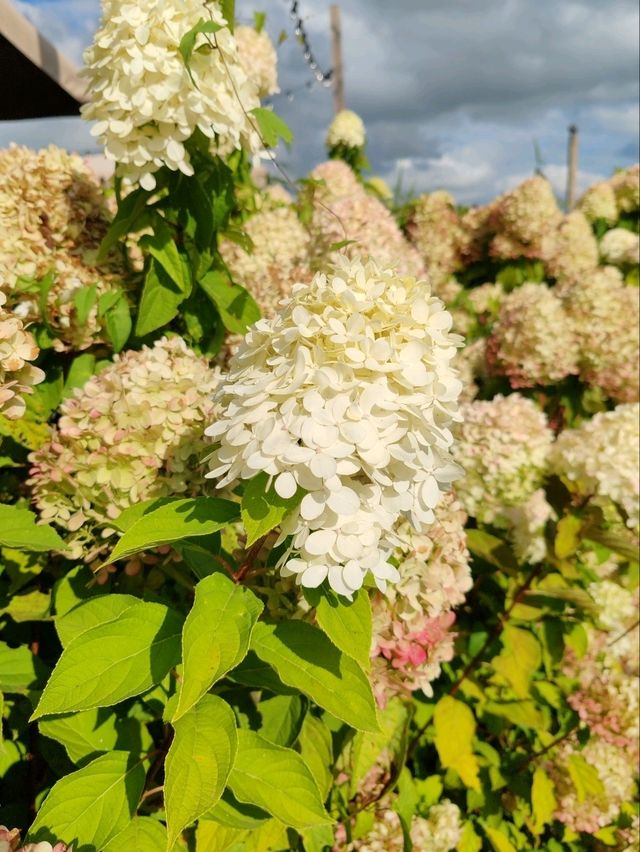 Late Summer Blooms in Giethoorn