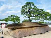 Kamiyama- Atami : Acao Forest