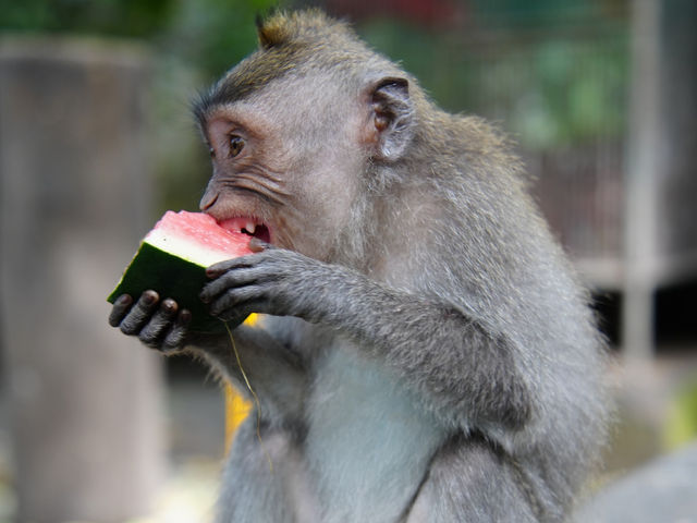 馬騮搶鏡！峇里島嘅聖猴森林保護區🐒