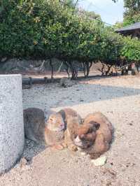 【大久野島】うさぎに癒される島🐇