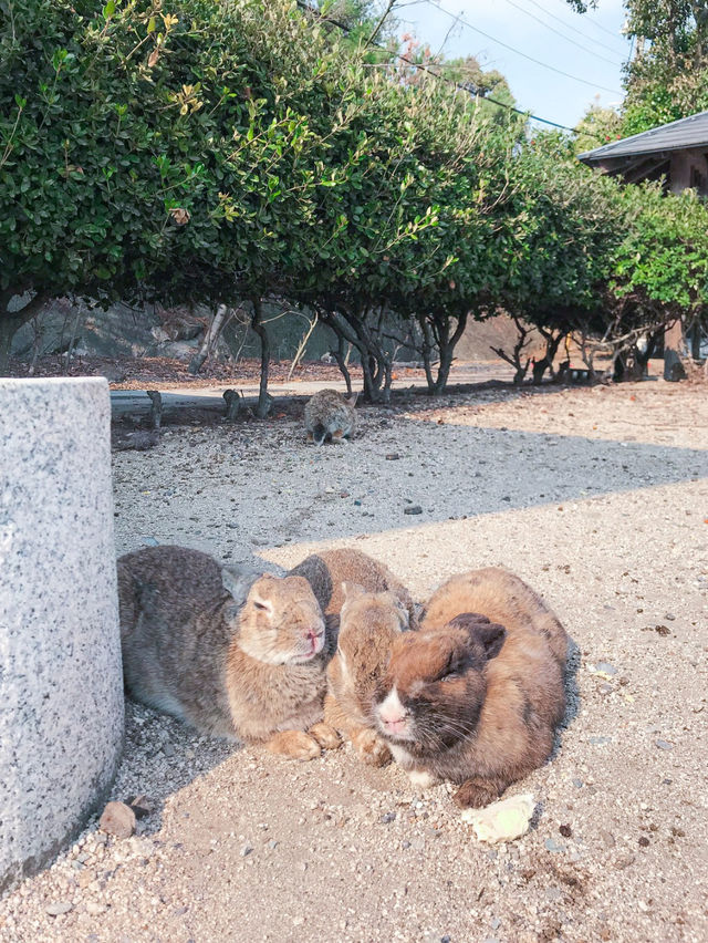 【大久野島】うさぎに癒される島🐇