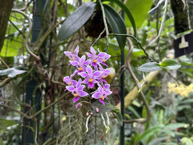 生簀ランチから牧野植物園へ🌿　高知旅