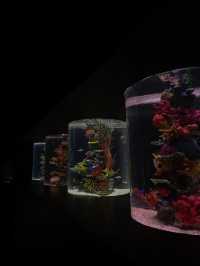 MANILA OCEAN PARK & BIODOME BLISS