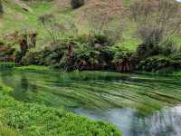 Pure Blue: New Zealand's Blue Spring