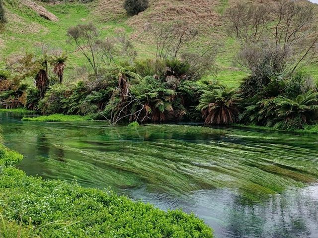 Pure Blue: New Zealand's Blue Spring