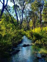 🌿 Gooseberry Hill National Park – Perth’s Hidden Gem on a Hill