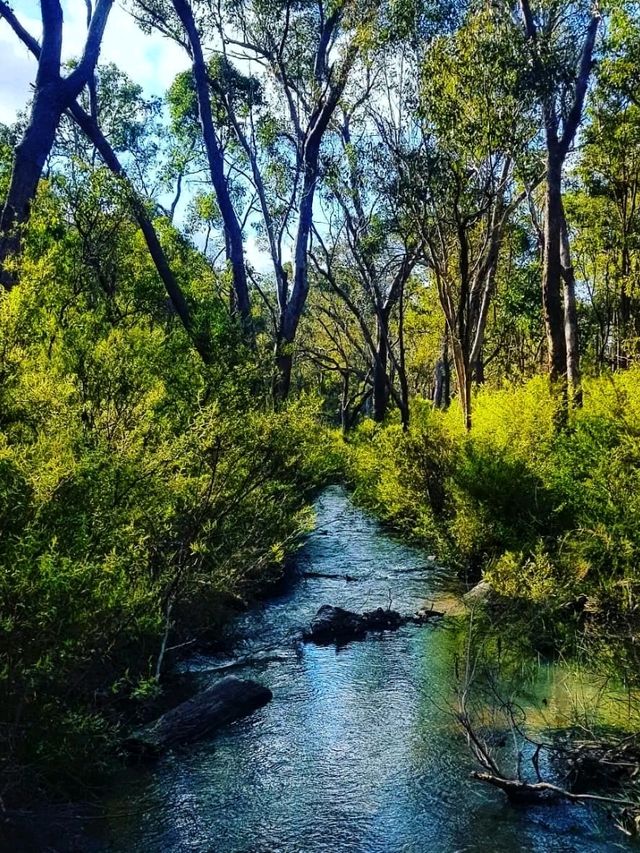 🌿 Gooseberry Hill National Park – Perth’s Hidden Gem on a Hill