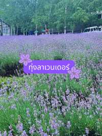 🪻วางแผน one day trip Asahikawa-biei-furano🪻