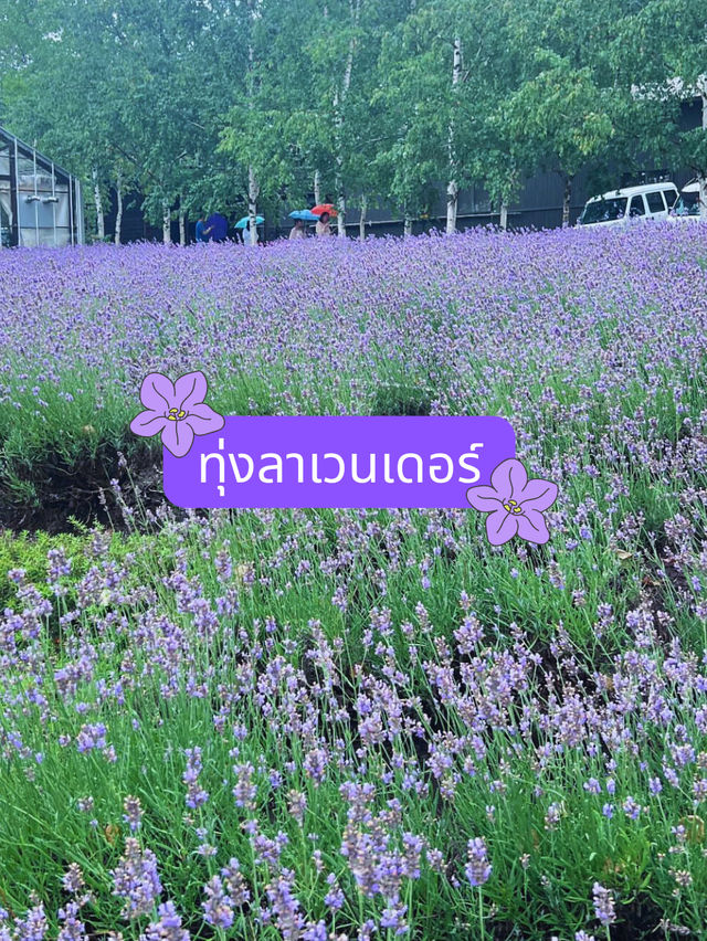 🪻วางแผน one day trip Asahikawa-biei-furano🪻