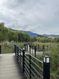 가을 감성 가득한 대구 수성못 🌾 반짝이는 호수 옆 갈대밭 산책코스