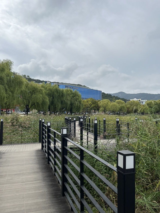 가을 감성 가득한 대구 수성못 🌾 반짝이는 호수 옆 갈대밭 산책코스