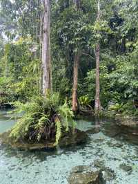 ✨🏞️ รีวิว ป่าต้นน้ำบ้านน้ำราด จ.สุราษฎร์ธานี ✨🏞️
