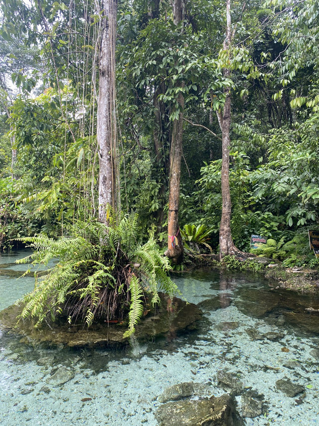 ✨🏞️ รีวิว ป่าต้นน้ำบ้านน้ำราด จ.สุราษฎร์ธานี ✨🏞️ ✨🏞️ รีวิว ป่าต้นน้ำบ้านน้ำราด จ.สุราษฎร์ธานี ✨🏞️