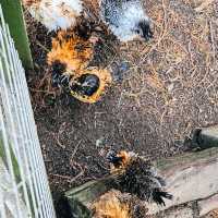 เที่ยว Butterfly Creek มุมธรรมชาติในโอ๊คแลนด์